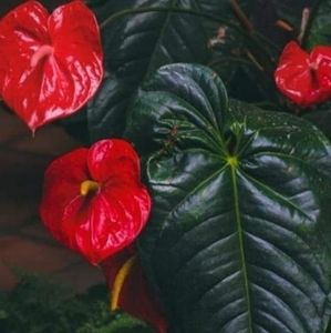 Meet your Posher, Shea